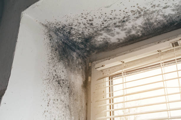 Affordable Basement Mold Removal solutions in Gibson Island, MD