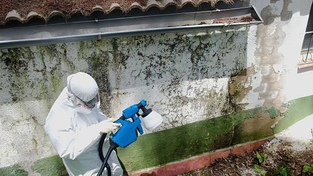 Trusted Attic Mold Removal service in Gibson Island, MD - Cheap Mold Removal
